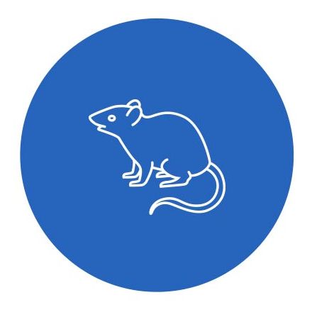 動物模型